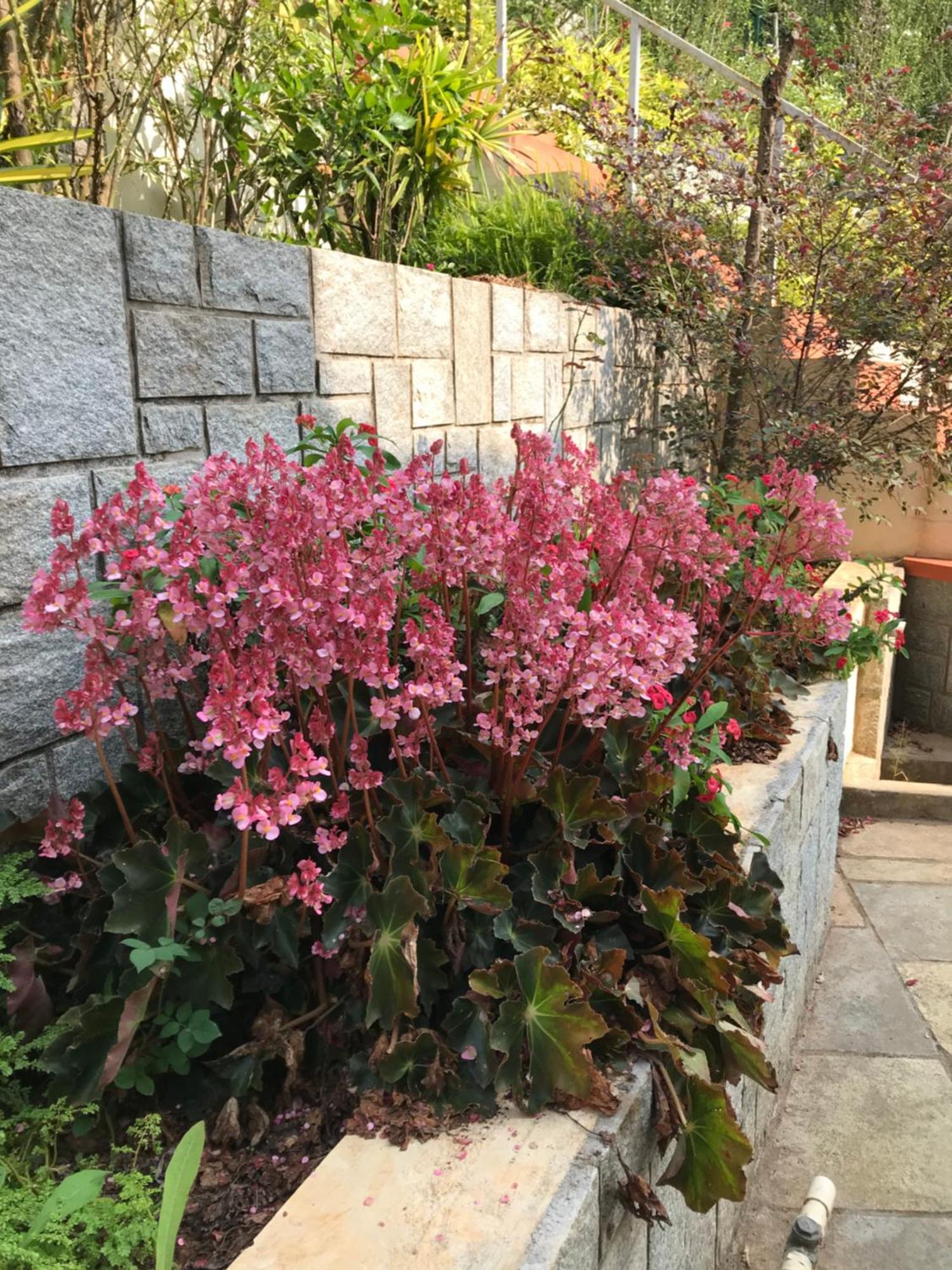Robin Woods Homestay Sakleshpur Ngoại thất bức ảnh