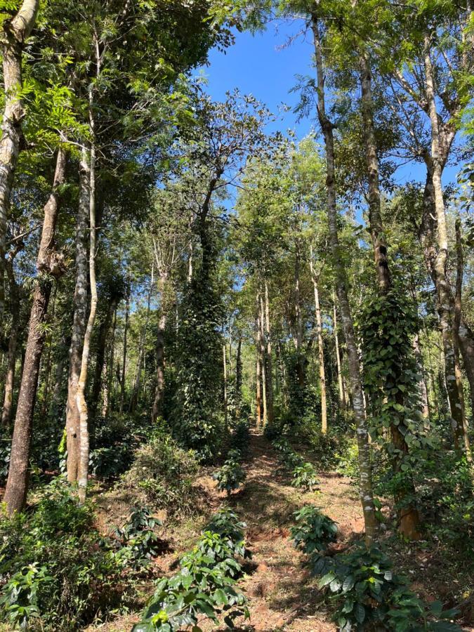 Robin Woods Homestay Sakleshpur Ngoại thất bức ảnh
